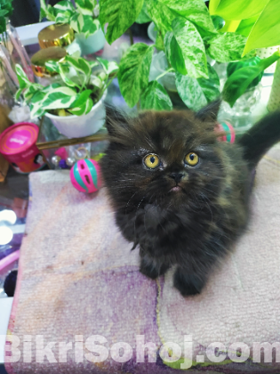 Persian tabby kittens